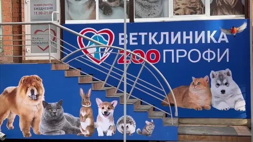 ветеринарная клиника vetcitypets